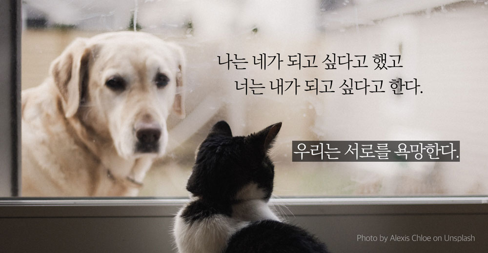 강아지와 고양이가 창문을 통해 서로 바라보고 있는 사진